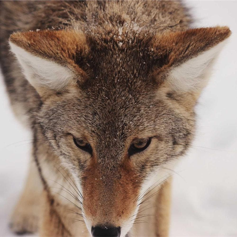 Modular shelving upright 2.0m